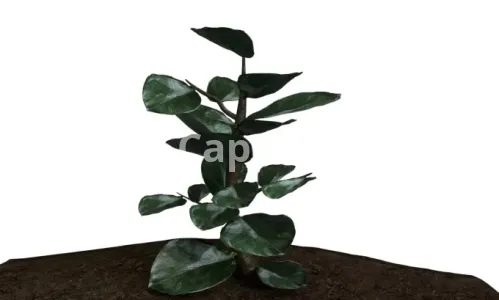 Introducing 3D plant texture modeling and rendering services