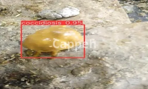 I will build custom object detection and tracking models