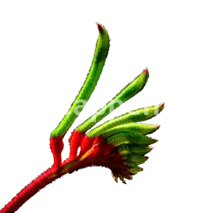 I will background remove from 5 complex images