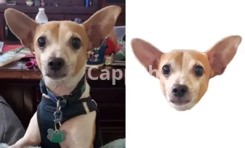 I will crop out 100 images head within 12 hours