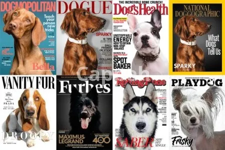 I will create magazine cover of your pet, personalized pet posters