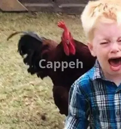 I will provide you funny animal compilation videos for your channel