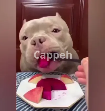 I will provide you funny animal compilation videos for your channel