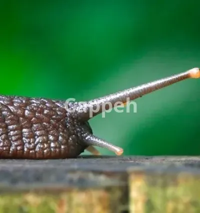 I will create original copyright free animal videos