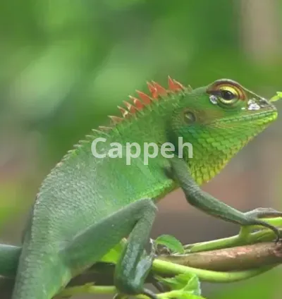 I will create original copyright free animal videos