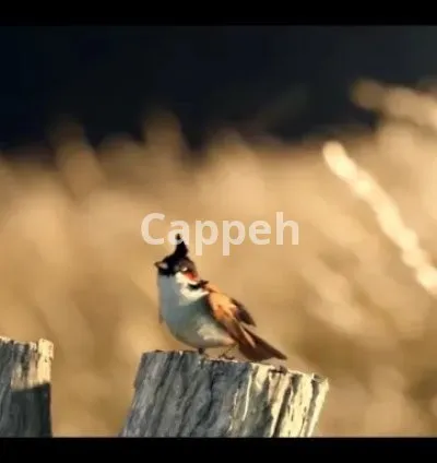 I will stunning vfx animation to bring your ideas to life