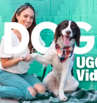 I will create dog product photos and ugc video ads