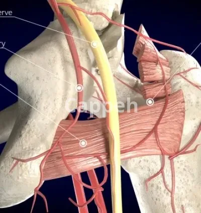 I will do high quality 3d medical animation video and modeling