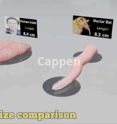 I will make any 3d size comparison video