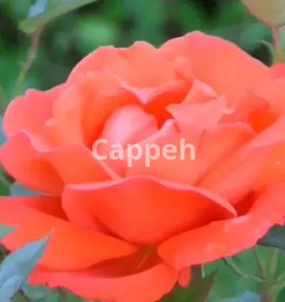 I will create meditation channel with 120 relaxing music videos