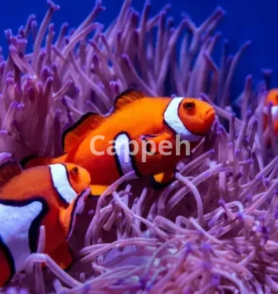 I will create youtube channel and 30 meditation music videos