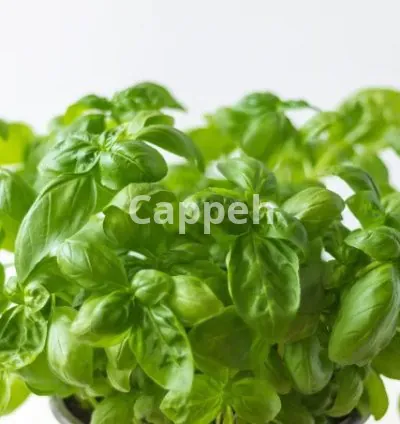 I will cook and shoot food photography for your bisiness