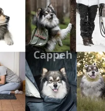 I will shoot dog accessory photography with dog model
