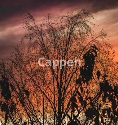 I will edit photos for you