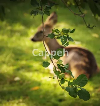 I will edit photos for you