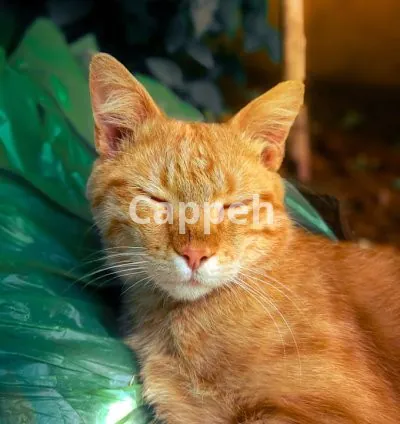 I will provide adobe lightroom presets to you