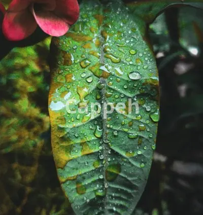 I will provide adobe lightroom presets to you