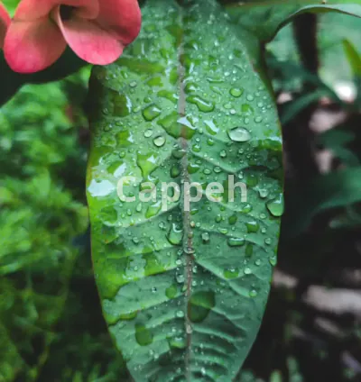 I will provide adobe lightroom presets to you