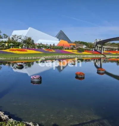 I will take pictures anywhere in disney world for your blog or news