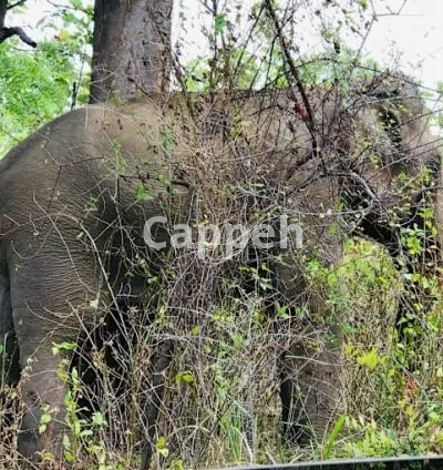 I will capture stunning sri lankan landscapes
