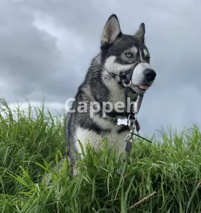 I will be your husky dog model for pet product photos, videos, ugc